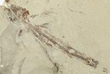 Rare Cretaceous Fossil Bony Fish (Telepholis) - Lebanon #202142-1